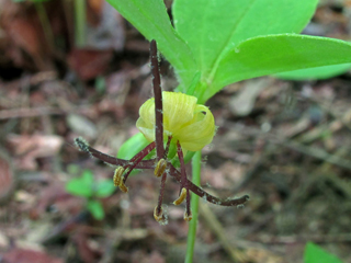 Medeola virginiana (Indian cucumber)