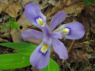 Iris cristata (Dwarf crested iris)