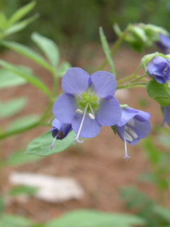 Greek Valerian