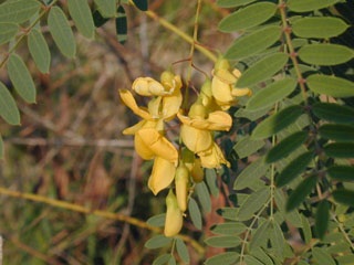 Sesbania Drummondii