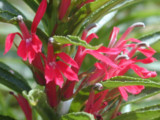 Lobelia Cardinal Flower