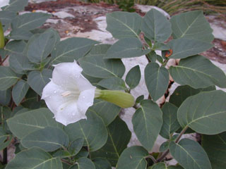 Datura wrightii (Jimsonweed)
