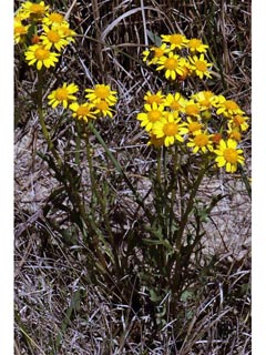 Packera plattensis (Prairie groundsel)