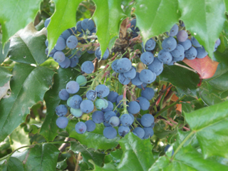 Hollyleaf Oregon Grape