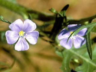 Linum lewisii var. lewisii (Prairie flax)