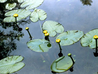 Nuphar lutea ssp. variegata (Varigated yellow pond-lily)