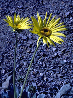Enceliopsis covillei (Panamint daisy)