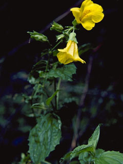 Mimulus moschatus var. moschatus (Muskflower)