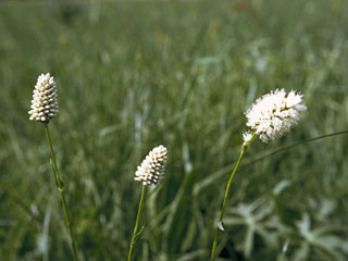 western buckwheat