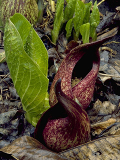 Symplocarpus foetidus (Skunk cabbage)