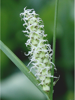 Carex lasiocarpa (Woollyfruit sedge)