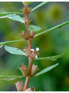 Rotala ramosior (Lowland rotala)