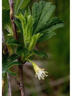 Ribes hirtellum (Hairystem gooseberry)