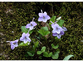 Viola rostrata (Longspur violet)