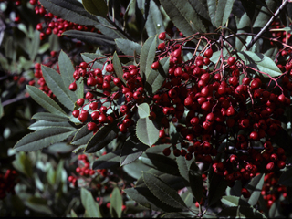 Heteromeles arbutifolia (Toyon)