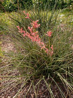 Hesperaloe parviflora (Red yucca)