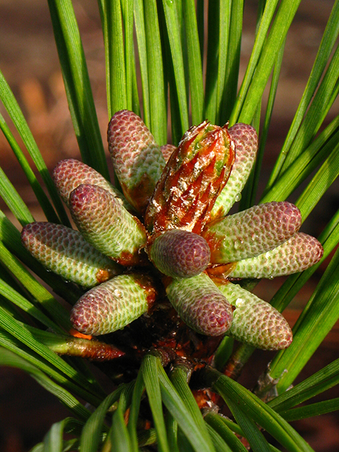 Pinus taeda (Loblolly pine) #64069