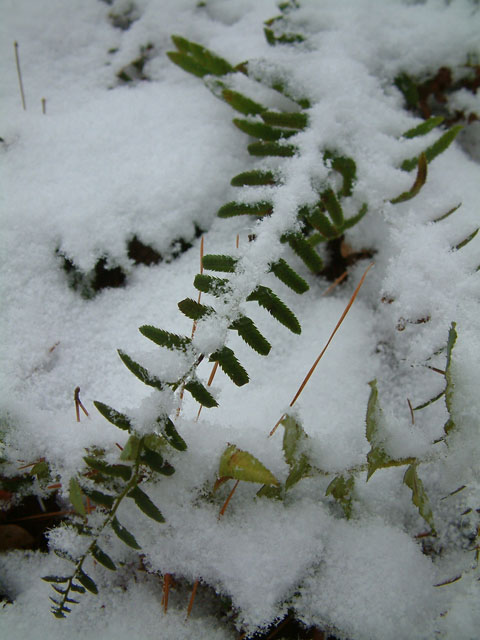 Polystichum acrostichoides (Christmas fern) #19097