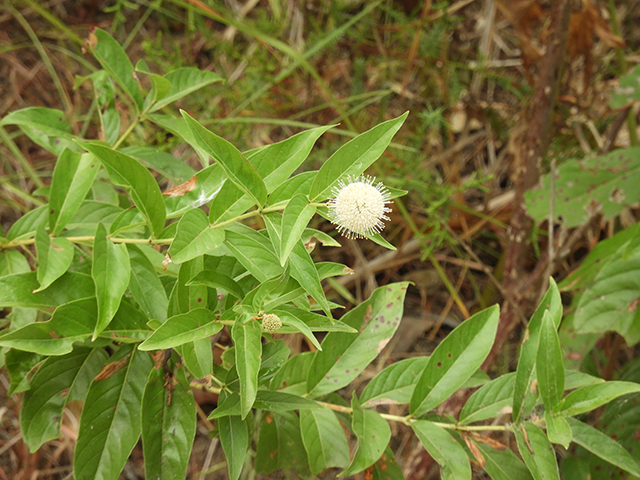 Cephalanthus occidentalis (Common buttonbush) #89129