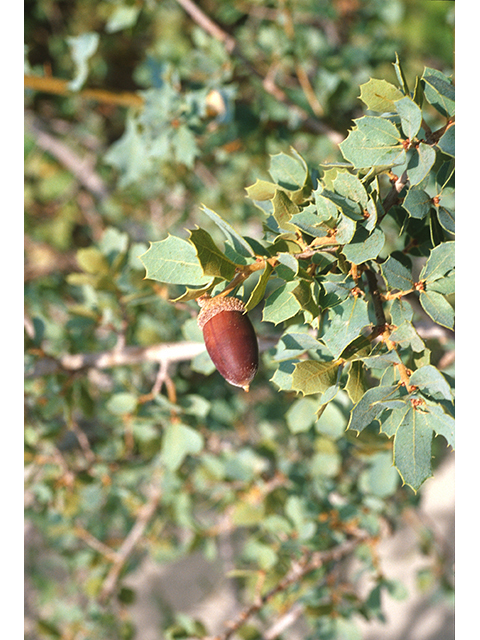Quercus vaseyana (Vasey oak) #68669