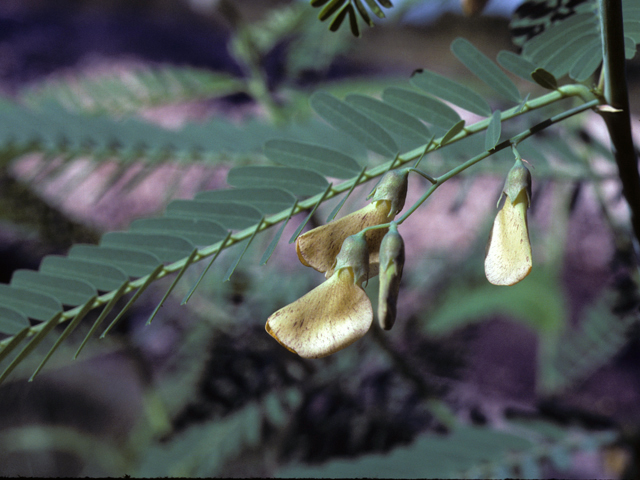 Sesbania herbacea (Coffeeweed) #25486