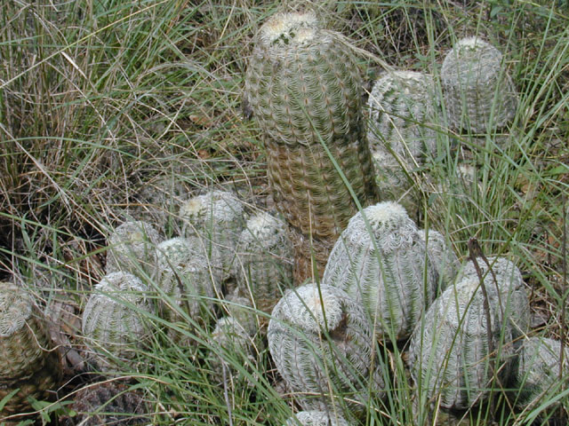 Echinocereus reichenbachii (Lace hedgehog cactus) #11872