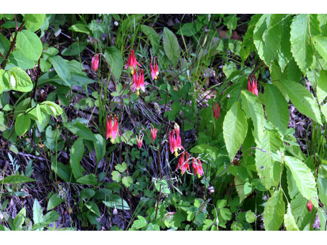 Aquilegia canadensis (Eastern red columbine) #72042