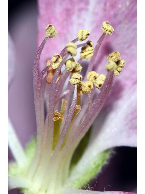 Malus coronaria (Sweet crabapple) #72584