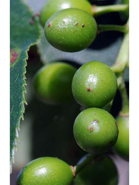 Prunus virginiana var. virginiana (Chokecherry) #72740
