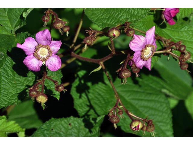 Rubus odoratus (Purple-flowering raspberry) #72839