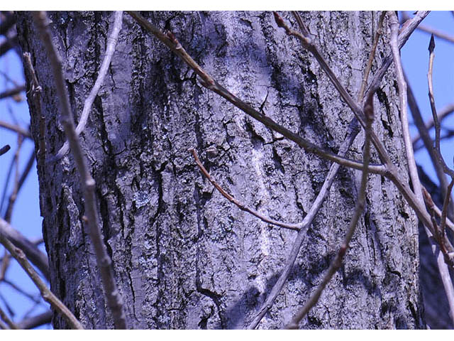 Populus deltoides (Eastern cottonwood) #73319