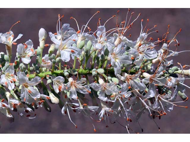 Aesculus californica (California buckeye) #73504