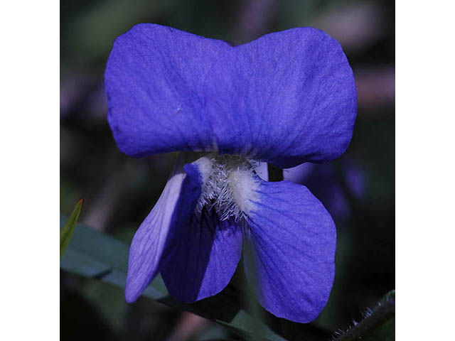 Viola cucullata (Marsh blue violet) #75772