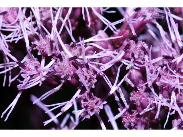 Eutrochium purpureum (Purple joepyeweed) #62177