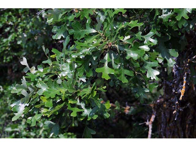 Quercus macrocarpa (Bur oak) #66065