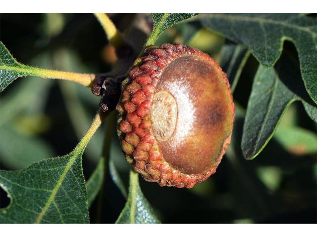Quercus gambelii (Gambel oak) #66082