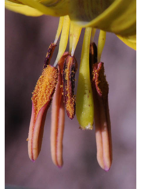Erythronium americanum (Yellow trout-lily) #69065