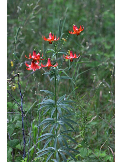 Lilium canadense (Canada lily) #69210