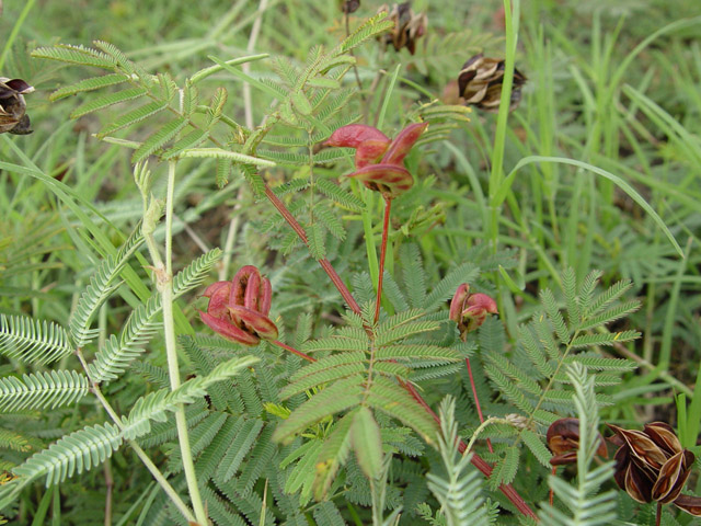 Desmanthus illinoensis (Illinois bundleflower) #14705