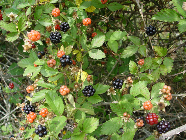 Rubus trivialis (Southern dewberry) #14937