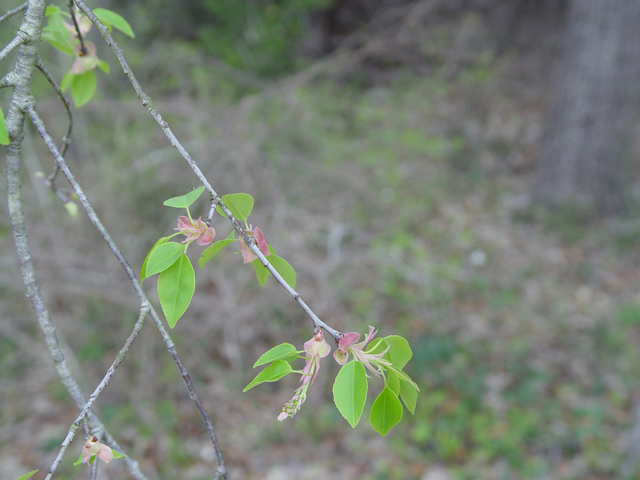 Prunus serotina var. eximia (Escarpment black cherry) #19629