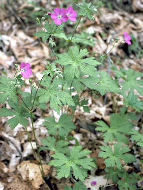 Geranium maculatum (Spotted geranium) #2518