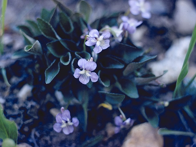 Viola adunca (Hooked-spur violet) #7586
