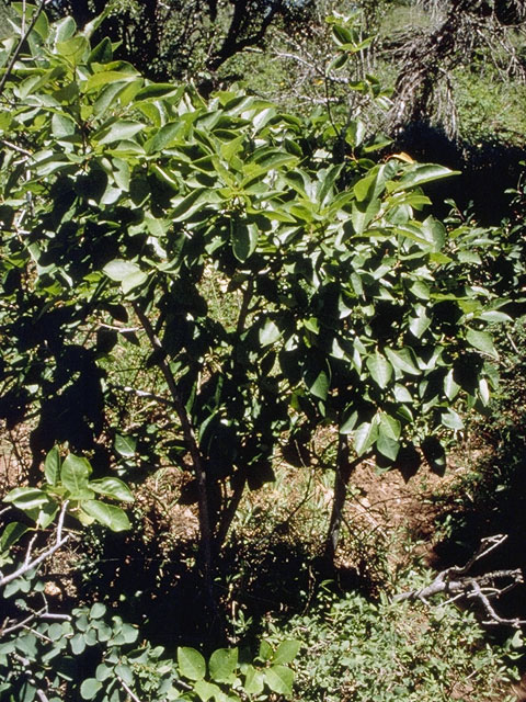 Prunus virginiana (Chokecherry) #8317