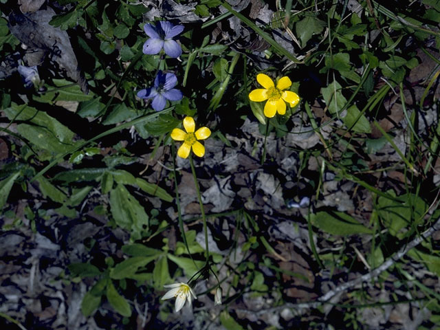 Ranunculus fascicularis (Early buttercup) #9488