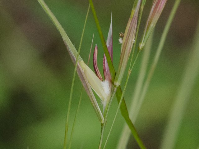 Nassella leucotricha (Texas wintergrass) #42460