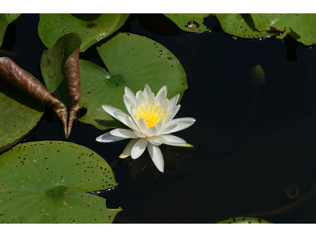 Nymphaea odorata (American white water-lily) #32000
