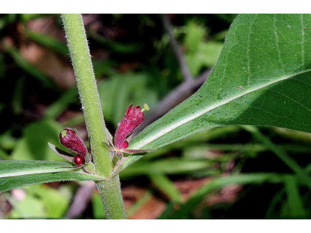 Triosteum perfoliatum (Feverwort) #31676