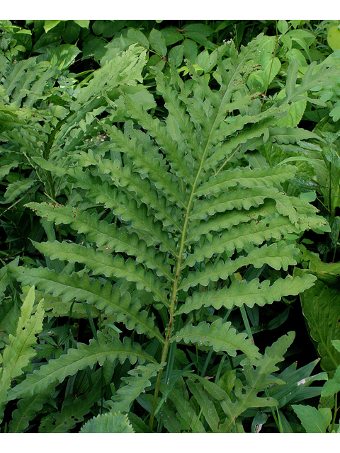 Onoclea sensibilis (Sensitive fern) #32607