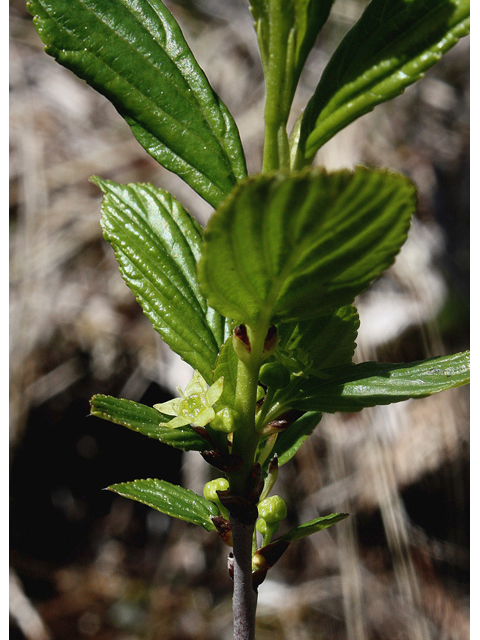 Rhamnus alnifolia (Alderleaf buckthorn) #60099